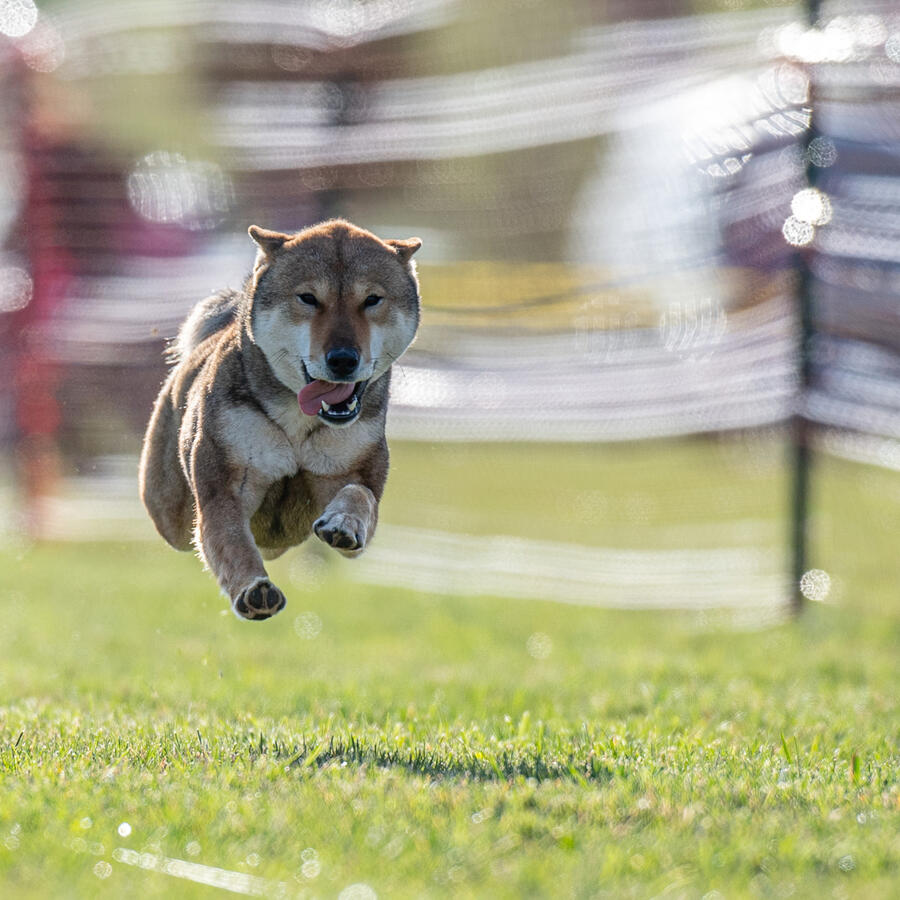 Fast CAT